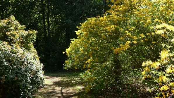 Bois des Moutiers (179) Mai 2012
